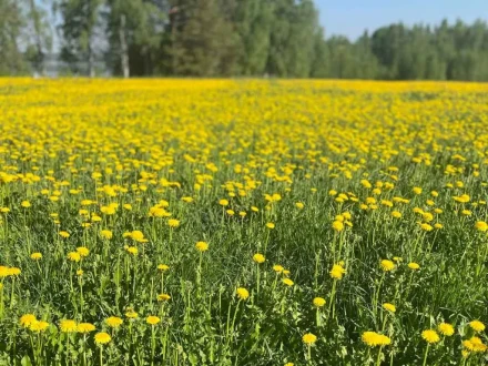 voikukukat pellolla kesa aukioloajat proxel